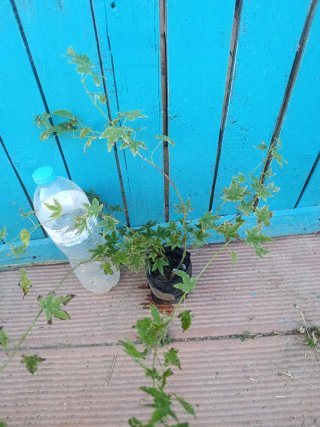 Arce palmatum doble tronco