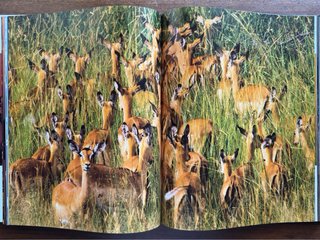 Vida / Life de Frans Lanting