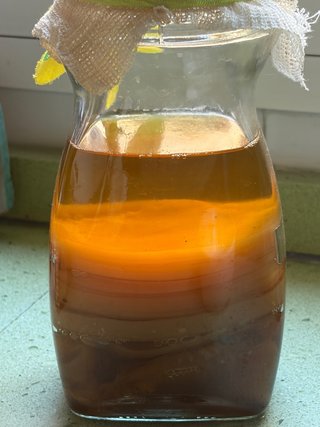 Hongos Kombucha Gratis - Traslado