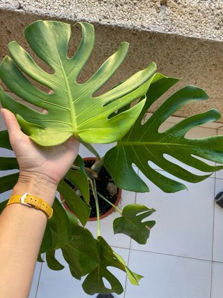 Monstera Deliciosa en Maceta