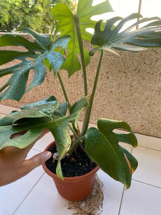 Monstera Deliciosa en Maceta