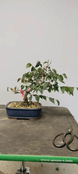 Bonsái Zelkova