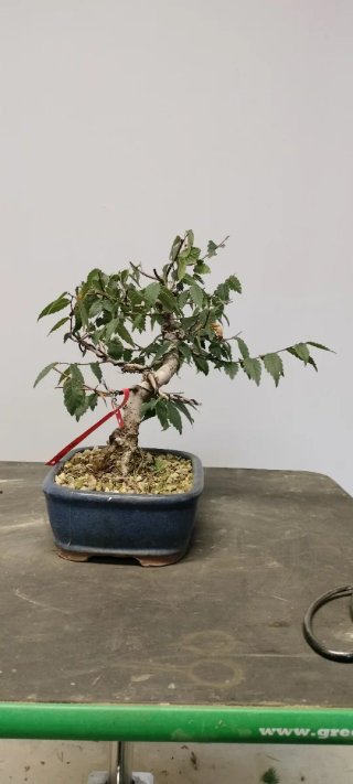 Bonsái Zelkova
