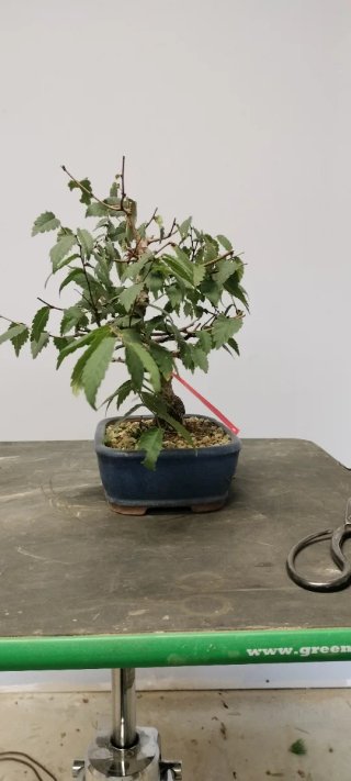 Bonsái Zelkova