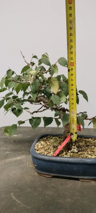 Bonsái Zelkova