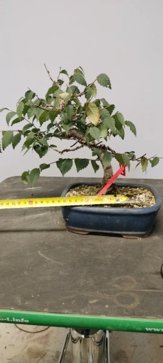 Bonsái Zelkova
