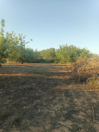 Leña para chimenea o barbacoa