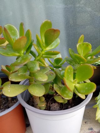 Lote 4 Plantas de Jade, medianas