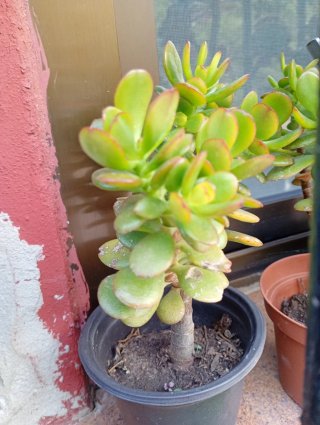 Lote 4 Plantas de Jade, medianas