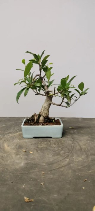 Bonsái Ficus