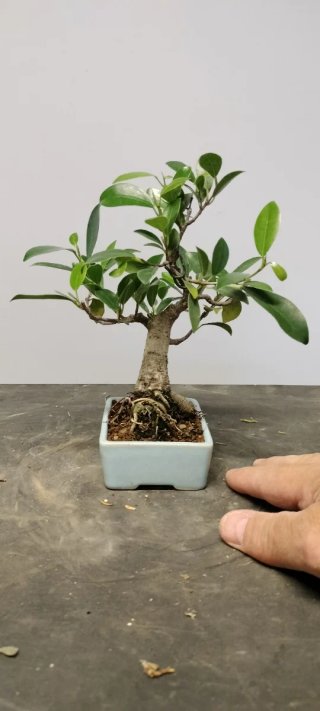Bonsái Ficus