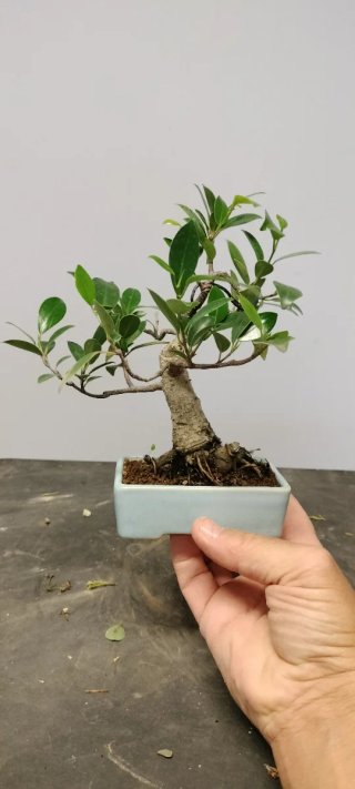 Bonsái Ficus