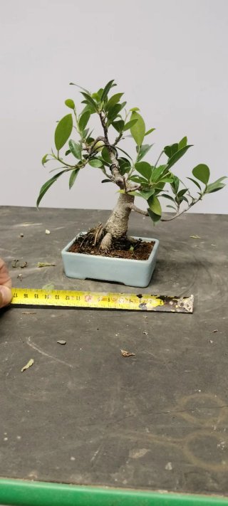 Bonsái Ficus
