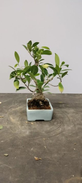 Bonsái Ficus