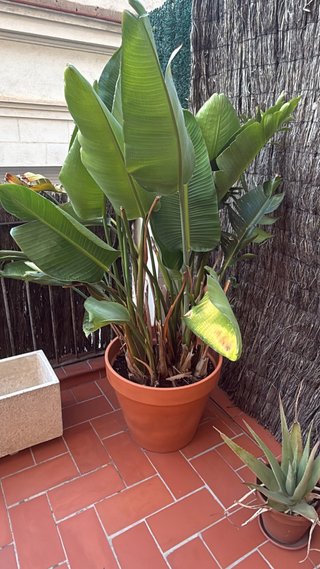 Planta Strelitzia grande + Maceta terracota