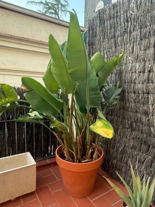 Planta Strelitzia grande + Maceta terracota