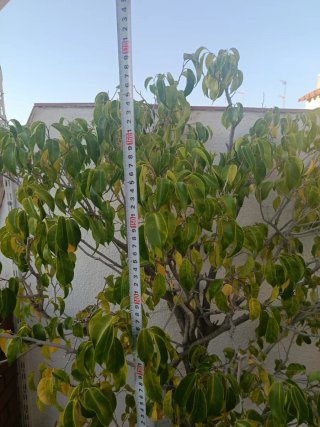 Ficus Benjamina Grande, altura 1,70m