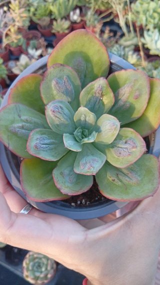 Echeveria Baron Bold 13 cm