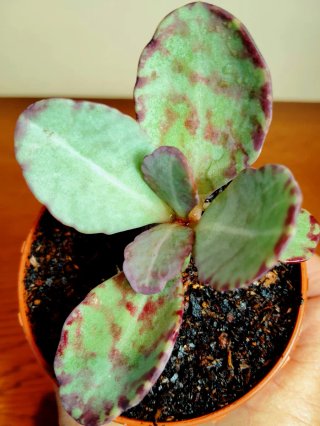 Planta.Kalanchoe Humilis "Zebra".
