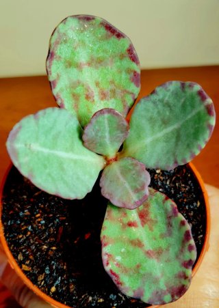 Planta.Kalanchoe Humilis "Zebra".