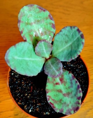 Planta.Kalanchoe Humilis "Zebra".