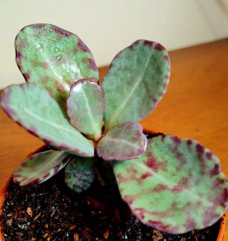 Planta.Kalanchoe Humilis "Zebra".