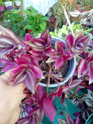 Lote 5 Tradescantia Zebrina
