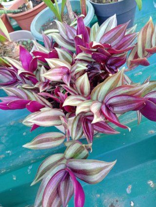 Lote 5 Tradescantia Zebrina