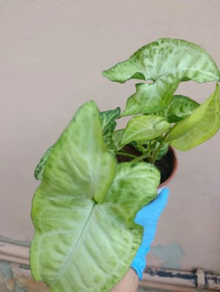 Syngonium planta
