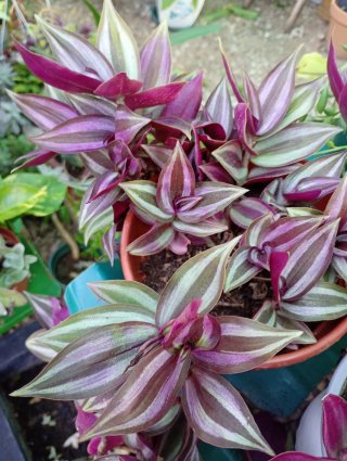 Lote 2 Tradescantia Colgantes