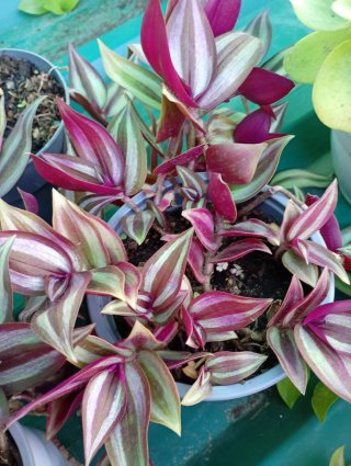 Lote 2 Tradescantia Colgantes