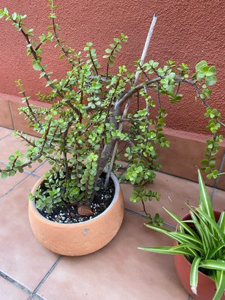 Plantas de  exterior variadas