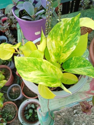 Lote 2 plantas Pothos colgantes