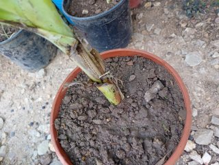 Platanera Musa
