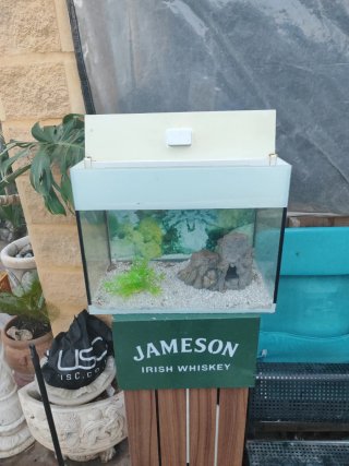 Acuario Pecera 50L con decoración