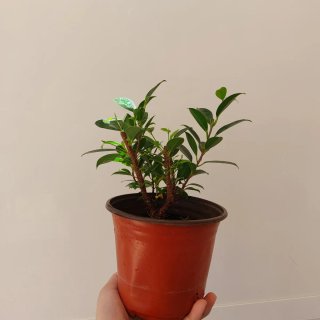 Ficus pre bonsai