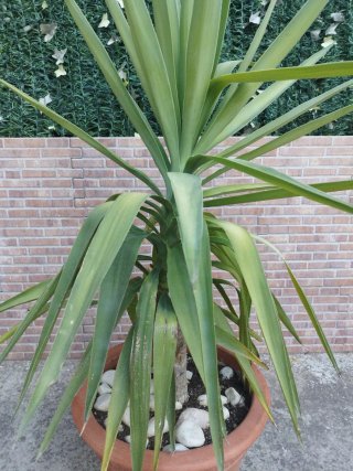 Planta Yuca en maceta