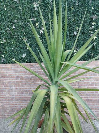 Planta Yuca en maceta