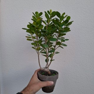 Ficus moclame pre bonsai en maceta