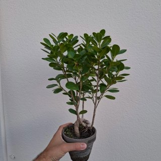 Ficus moclame pre bonsai en maceta
