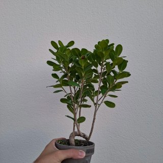 Ficus moclame pre bonsai en maceta