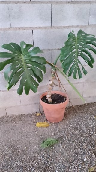 Maceta cerámica (Costilla de Adán)