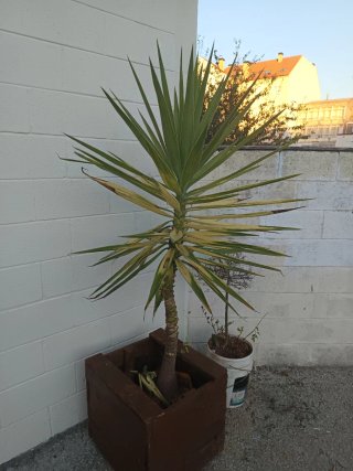 Palmera Yuca en Maceta 1.90m