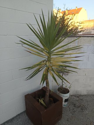 Palmera Yuca en Maceta 1.90m