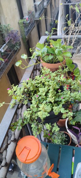 Planta Aptenia Cordifolia Colgante Flores Rosas