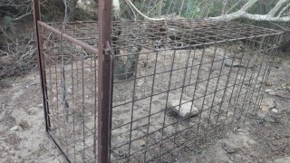 Jaula para jabalí robusta