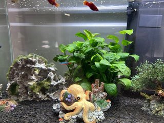 Acuario 80L con decoración