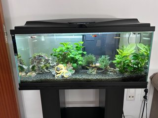 Acuario 80L con decoración