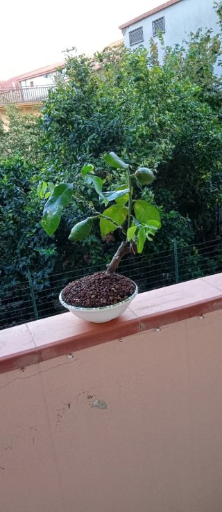 Bonsai di limone stile Yamadori