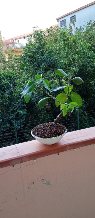 Bonsai di limone stile Yamadori